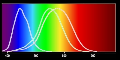 Color response curves of cone cells in human eye.