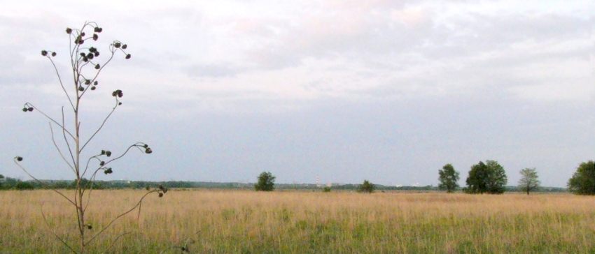 Goose Lake Prairie State Natural Area, daytime.
