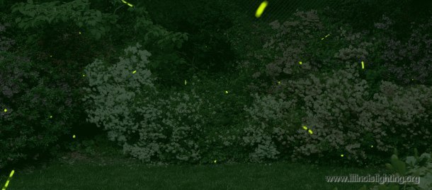 Are fireflies affected by light pollution?