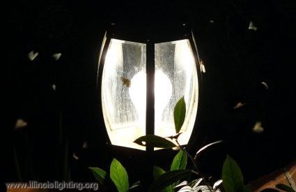 Insects drawn to a light demonstrate a direct effect of manmade light disrupting natural function.