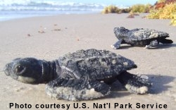 Sea turtle hatchlings.